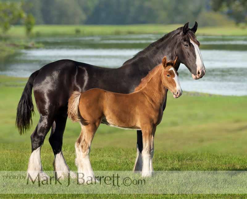 Shire Horse Foal